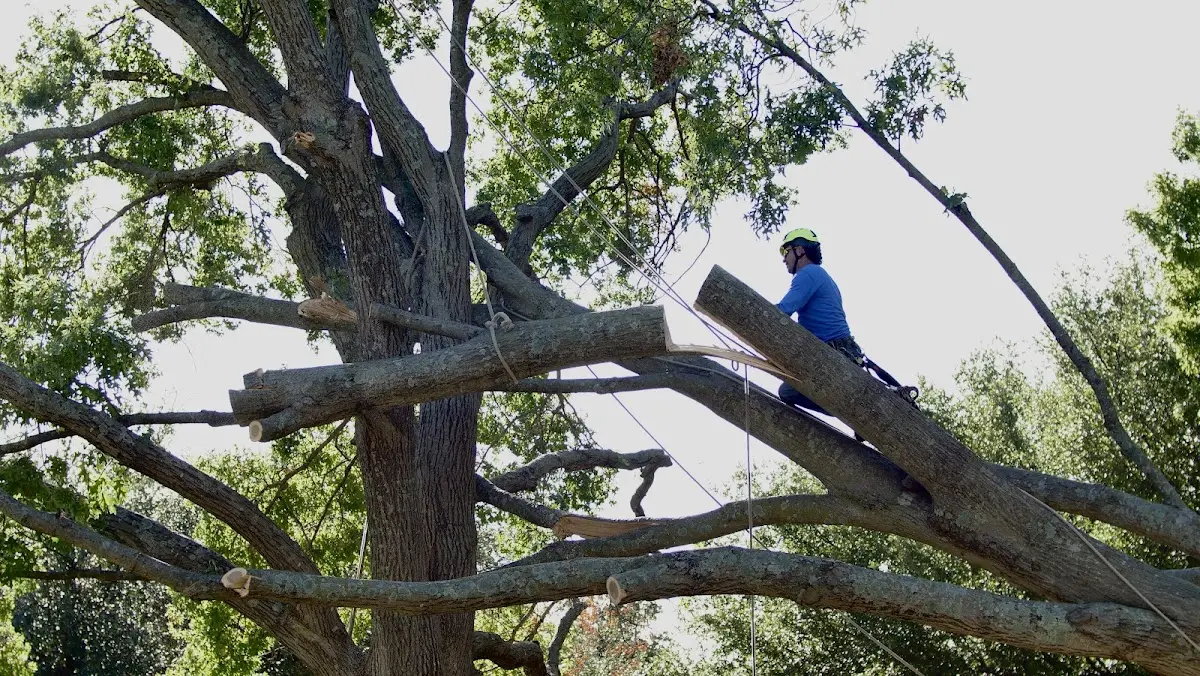 Professional Crown Thinning performed by certified arborists in Sims